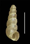 Spiralix&nbsp;puteana